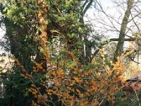 Hamamelis Harry 2015 02 07 3109